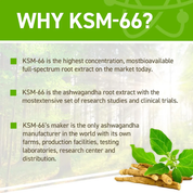 Applied Nutrition Ashwagandha KSM-66 (60 Capsule)